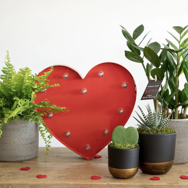 heart-shaped-succulent-in-pot-various-colours1