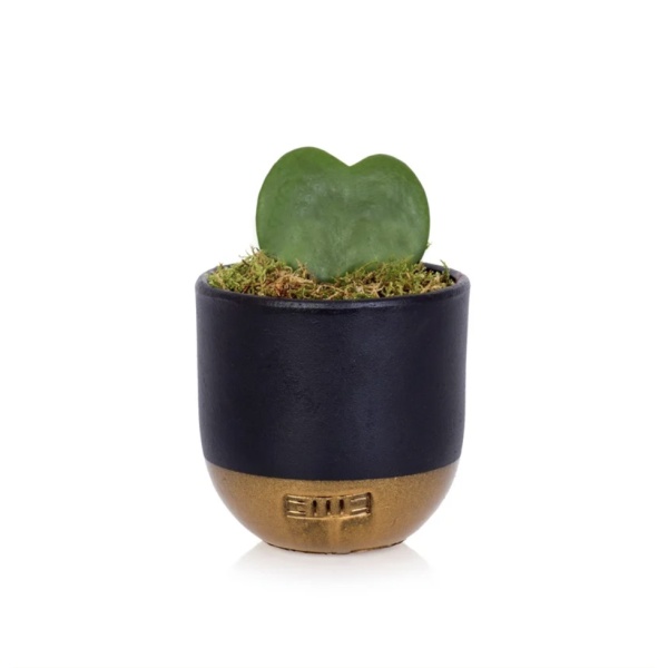 heart-succulent-in-pot-black