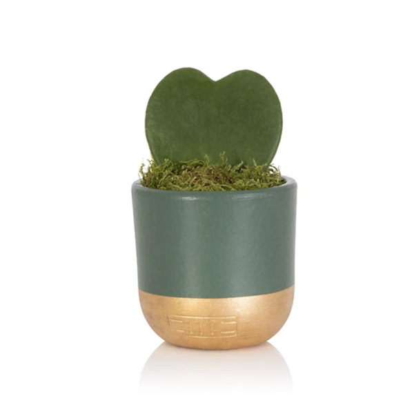 heart-succulent-in-pot-green