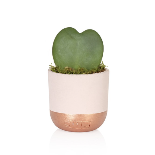 heart-succulent-in-pot-pink