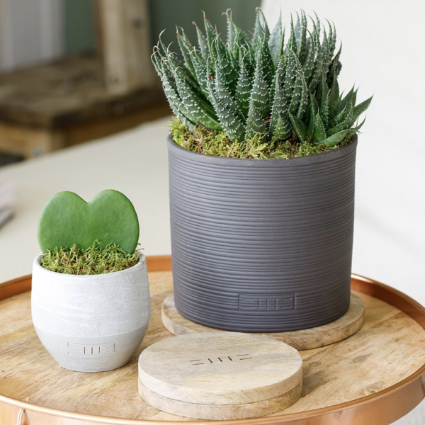 heart-succulent-in-pot-various4