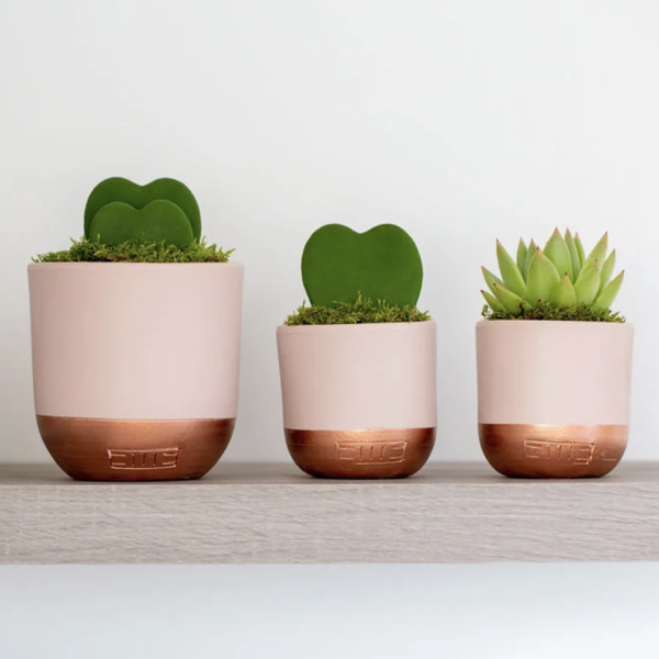 heart-succulent-in-pot-various5